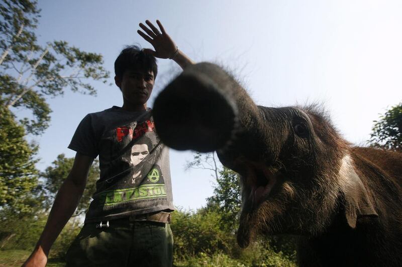 An elephant trainer, or ‘Mahot’, works with a baby elephant. (Hotli Simanjuntak / EPA / March 7, 2014)