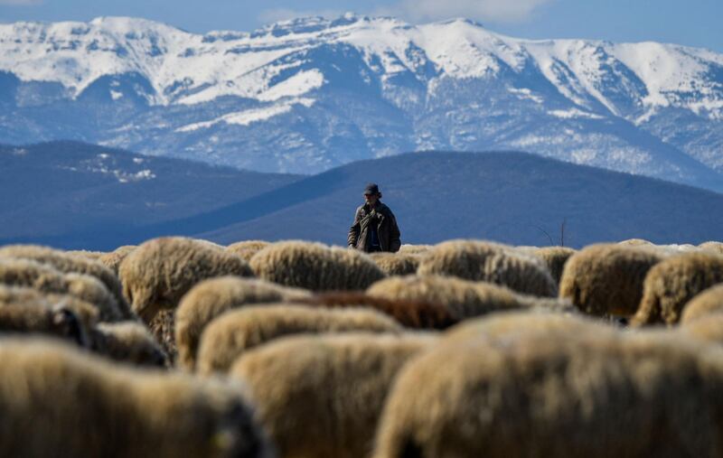 A shepherd leads his flock near the village of Chemish, in the heart of Bulgaria's northwestern region. Little is expected to be changed on the general elections scheduled for April 4 in the region, where one of the fastest demographic decline in the world meets a stagnating economy. AFP