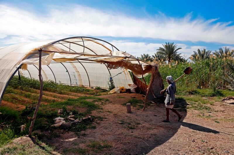 An Iraqi farmer walks into a greenhouse in Diwaniyah. Haidar Hamdani / AFP