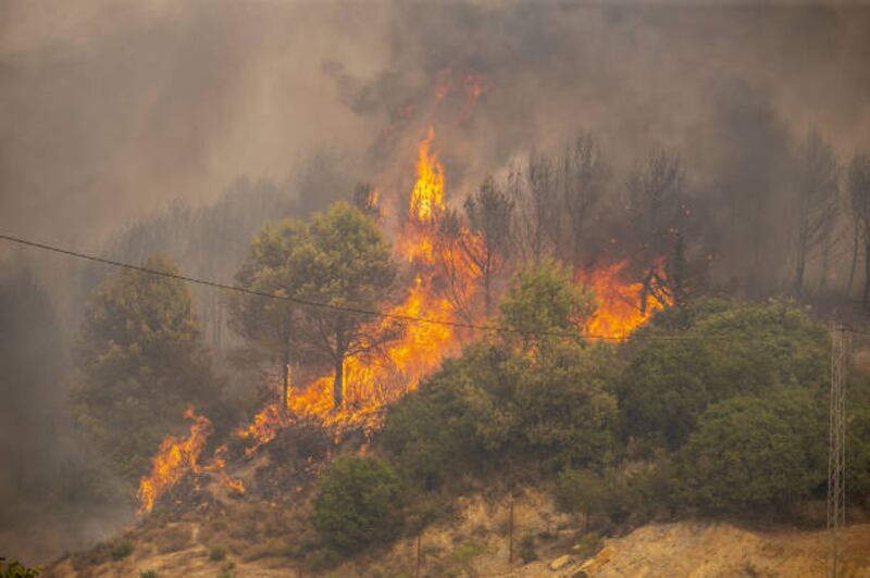 Wildfires in Tunisia's northern Bizerte and Jendouba provinces have destroyed 450 hectares of the country's pine and acacia forests.