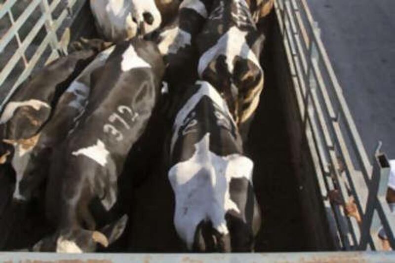 Farmers in California face the prospect of having thousands of their cows slaughtered.