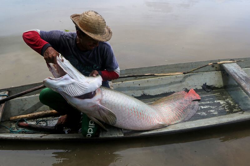 In Brazil's Amazonas province, pirarucu harvesting is strictly regulated. AFP