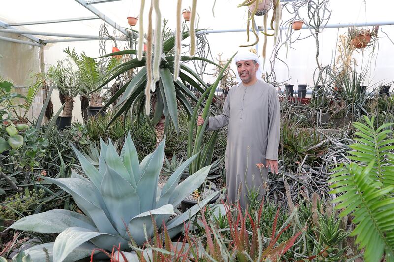 Mr Al Mazroui's ambition is to create the world's biggest cactus farm. He says: 'The UAE strives to be number one in everything. Why can’t it be number one in growing cactus?'