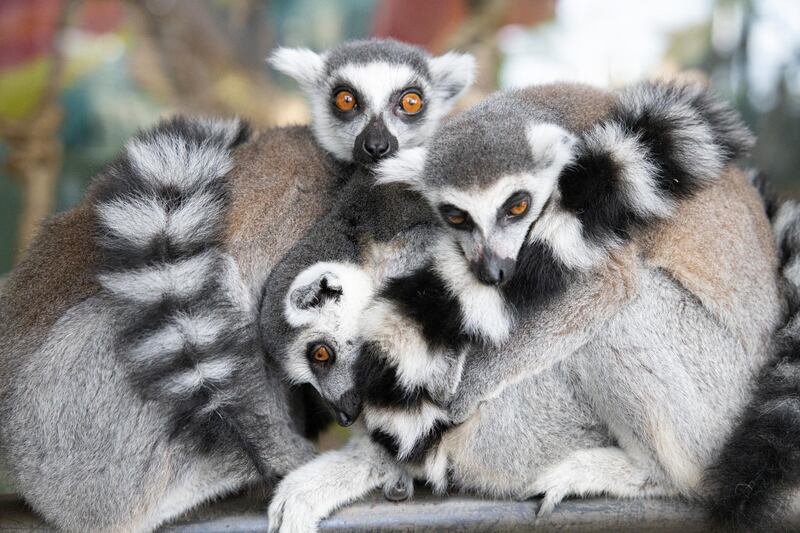 The Green Planet has welcomed a trio of ring-tailed lemurs. Courtesy The Green Planet