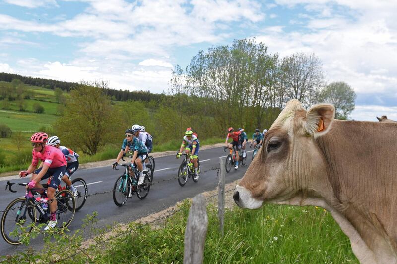 A cow keeps an eye on the action during Stage 2 of the Criterium du Dauphine on Monday, May 31. AFP