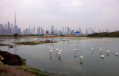 A colony of flamingos Dubai, on January 2, following heavy rain in the UAE. AFP