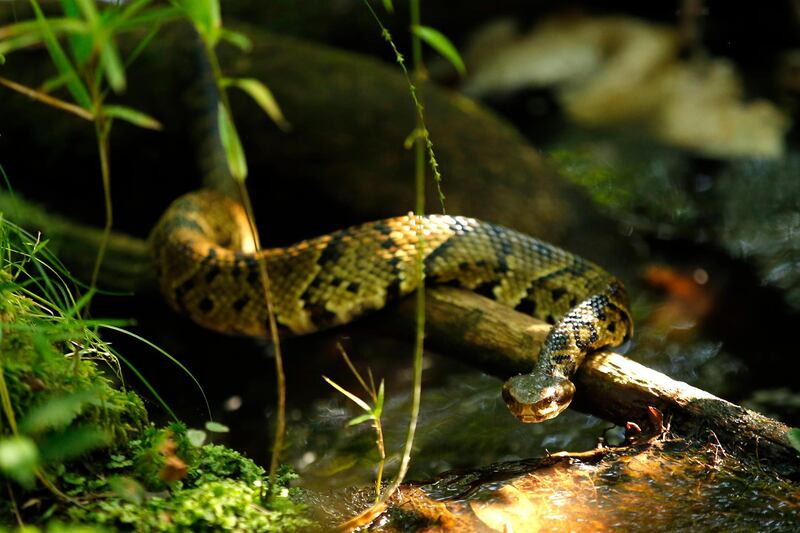 A venomous cottonmouth snake moves over a small stream at Fort Bragg in North Carolina. AP Photo