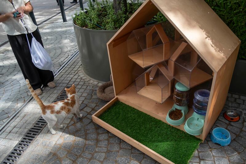 Food, water and cat beds are provided by Expo City Dubai 