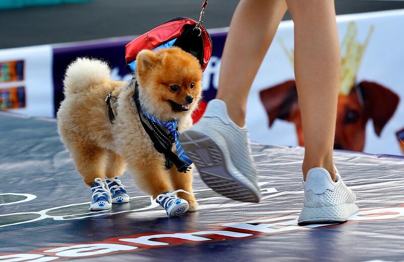 A participant walks her dog on the runway during a canine festival in Beirut, Lebanon. AP Photo