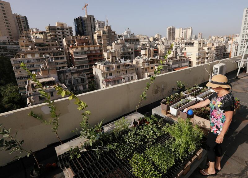 Manal Adada waters plants on the rooftop of a building, as many Lebanese turn to growing vegetables and fruits at home, in Beirut, Lebanon. Reuters
