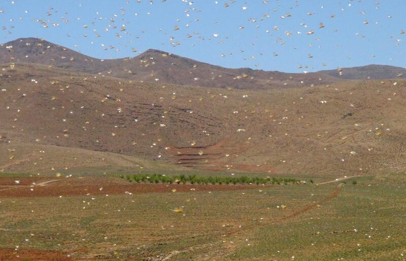 A swarm of desert locusts fly in Lebanon's northeastern town of Arsal on the border with Syria, on April 23, 2021. AFP