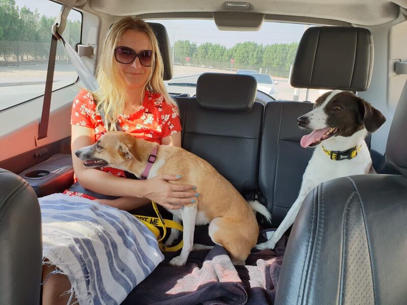 Batty, left, was found living outside with her litter of pups before being taken in by K9 Friends. She is pictured during a car ride with Helen's dog Rain, who helped her settle into home life. All photos: Helen Bragger
