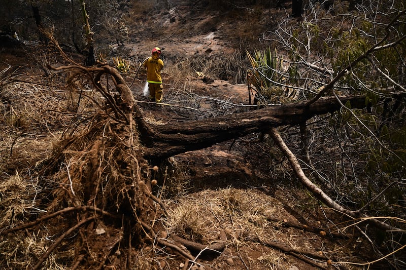 A tree, uprooted by high winds, rests on the ground as a Maui County firefighter extinguishes a fire. AFP