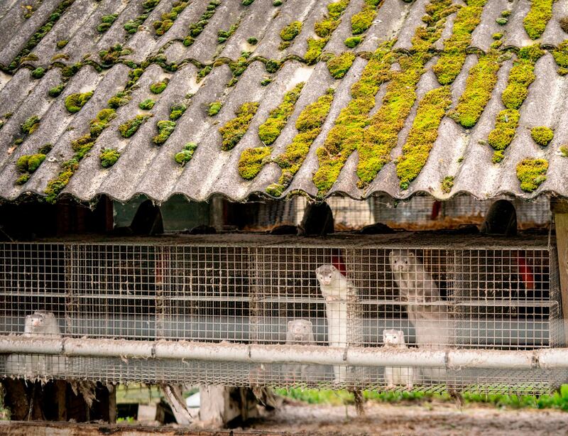 Minks are seen at a farm in Gjol, northern Denmark. AFP