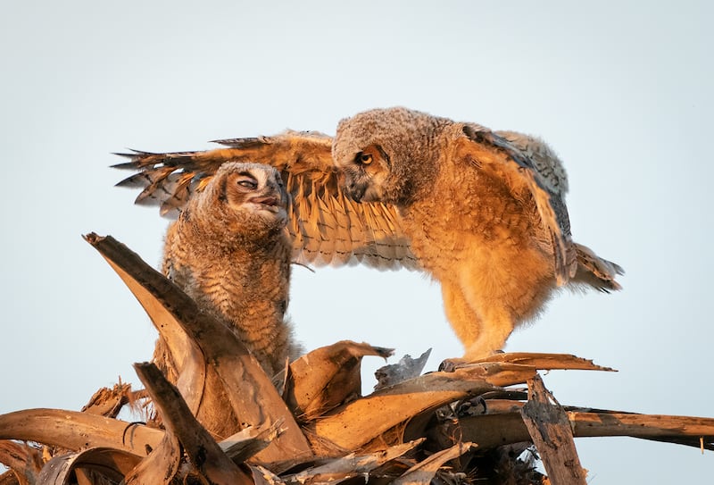 A great horned owl in Tierra Verde, Florida. Mark Schocken / Comedywildlife
