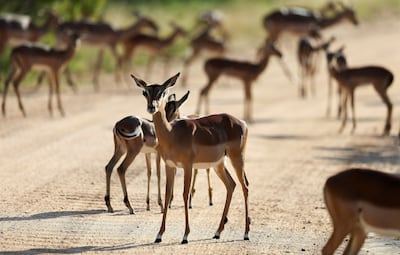 Impalas are seen at Kruger National Park. Reuters 