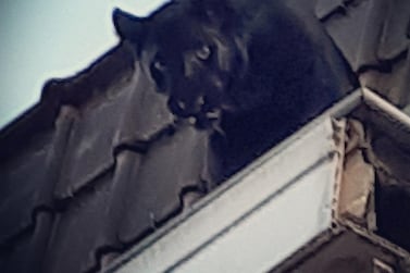 A handout image made available by the sapeurs-pompiers du Nord on September 19, 2019, shows a Black Panther sedated, and carried away, after it was captured by French firefighters wandering along the roof guttering of a building in Armentières, northern France on September 18, 2019.