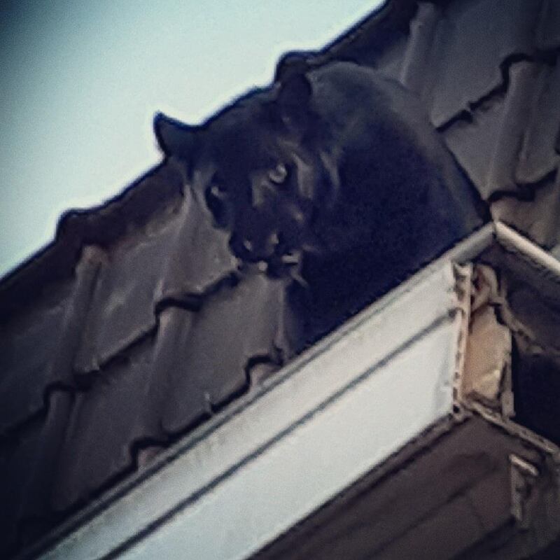 CORRECTION / A handout image made available by the Sapeurs-pompiers du Nord on September 19, 2019, shows a Black Panther sedated, and carried away, after it was captured by French firefighters wandering along the roof guttering of a building in Armentières, northern France on September 18, 2019. The big cat, owned illegally by a private individual, was captured as it "wandered" on the roof of a residential building like an ordinary gutter cat, French firefighters said.  - RESTRICTED TO EDITORIAL USE - MANDATORY CREDIT "AFP PHOTO /SAPEURS-POMPIERS DU NORD" - NO MARKETING - NO ADVERTISING CAMPAIGNS - DISTRIBUTED AS A SERVICE TO CLIENTS - NO ARCHIVES
 / AFP / Sapeurs-pompiers du Nord / HO / RESTRICTED TO EDITORIAL USE - MANDATORY CREDIT "AFP PHOTO /SAPEURS-POMPIERS DU NORD" - NO MARKETING - NO ADVERTISING CAMPAIGNS - DISTRIBUTED AS A SERVICE TO CLIENTS - NO ARCHIVES
