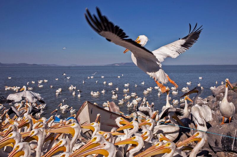 American white pelicans on the island of Petatan in the municipality of Cojumatlan de Regules, Michoacan state, Mexico. AFP