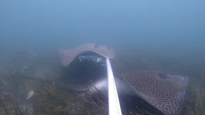 A whipray in the lagoon. Photo: Dr Daniel Mateos-Molina and Emirates Nature - WWF