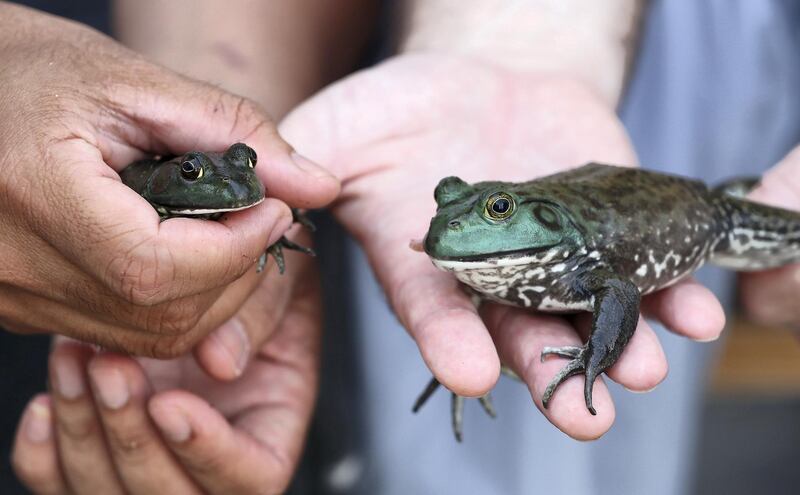 DUBAI ,  UNITED ARAB EMIRATES , May 14 – 2019 :- Dr. Piotr Jaworski , Senior Vet showing the Bull Frog at the Advanced Pet Care Clinic on Al Wasl road in Dubai. This Bull Frog eat dead rats. ( Pawan Singh / The National ) For News/online/big picture/instagram. Story by Nick Webster