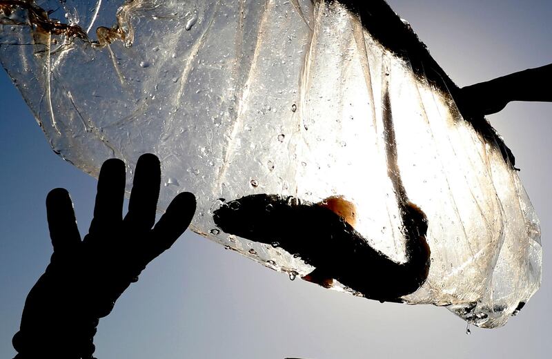 A baby Arabian carpet shark is transferred out of a water tank during a conservation project at the fish quarantine facilities of Atlantis, The Palm in Dubai. AP