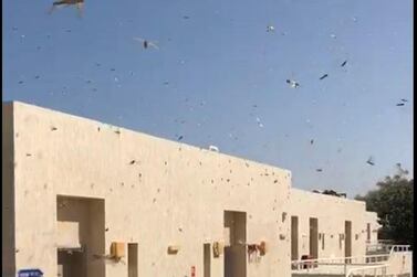 The desert locust poses a serious threat to agriculture. Courtesy Resident via Environment Agency Abu Dhabi