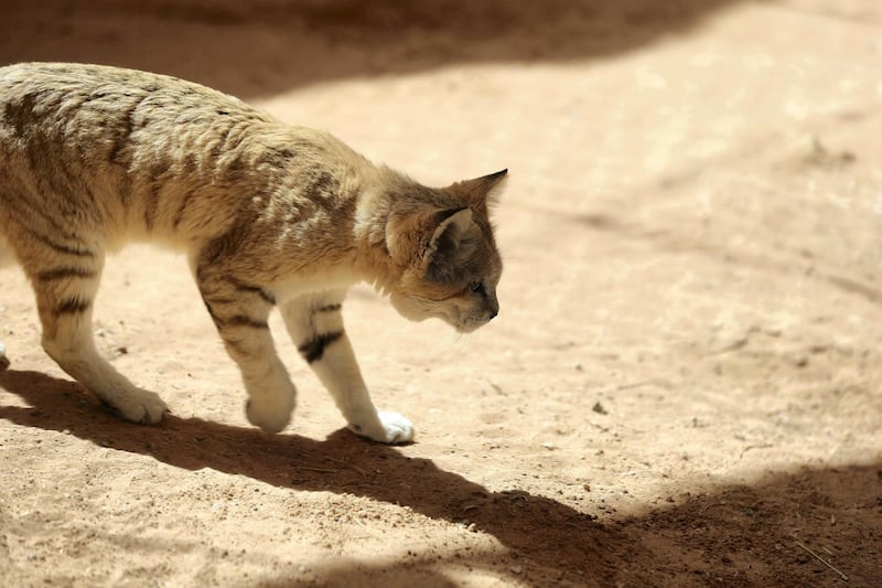 Al Ain, United Arab Emirates - March 08, 2020: Arabian Sand Cat. New artificial intelligence is being used on three species of animals at Al Ain Zoo to monitor their health etc and improve sharing on information globally on endangered species. Sunday, March 8th, 2017 at Al Ain Zoo, Al Ain. Chris Whiteoak / The National