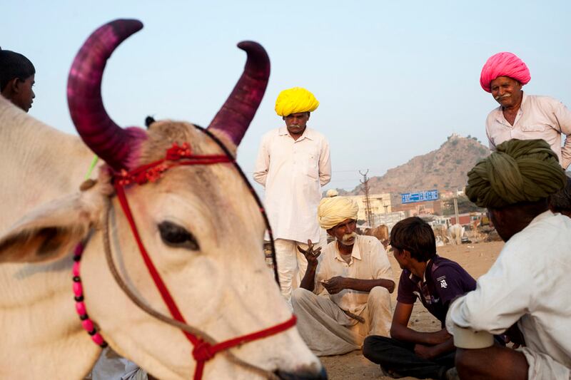 Pushkar Horse and  Camel Fair, Pushkar , Rajasthan,  India, 20/11/2012. Men haggle over the price of a cow at the Pushkar Horse and  Camel Fair, Pushkar , Rajasthan,  India on the 20th November 2012

Pushkar Mela , one of Asia's (if not the world’s) largest camel fairs occurs annually during the Hindu month of Kartik (October-November) in the small desert town of Pushkar in Rajasthan, India. Semi-nomadic tribal people with hordes of cattle, camels and horses materialise out of the desert and descend upon the town setting up a vast camp on the outskirts. It runs concurrently with the festival of Kartik Poornima which honours the God Brahma. Its celebrated with particular fervor in Pushkar because it hosts one of the very few Brahma temples in India and culminates with thousands of devout Hindus taking a ritual bath in the sacred Pushkar Lake. Its this melange of pilgrims, musicians, magicians, acrobats, folk dancers, traders, comedians, ‘sadhus’ and tribals that creates a uniquely colourful spectacle transforming the usually sleepy town into an astonishing cultural phenomenon. 

PHOTOGRAPH BY AND COPYRIGHT OF SIMON DE TREY-WHITE

+ 91 98103 99809
+ 91 11 435 06980
+44 07966 405896
+44 1963 220 745
email: simon@simondetreywhite.com