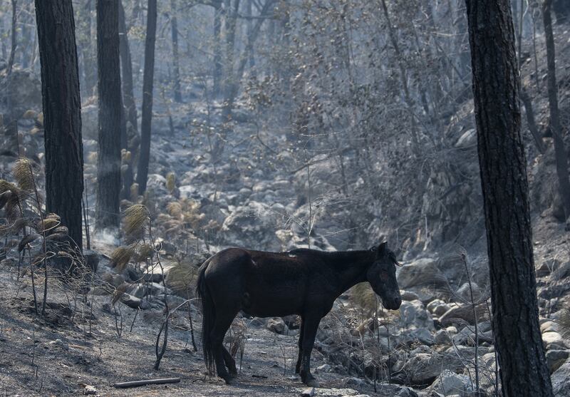 A forest fire is continuing to destroy thousands of hectares of Parque Cumbres, in Nuevo Leon state, Mexico, more than two weeks after it started. EPA