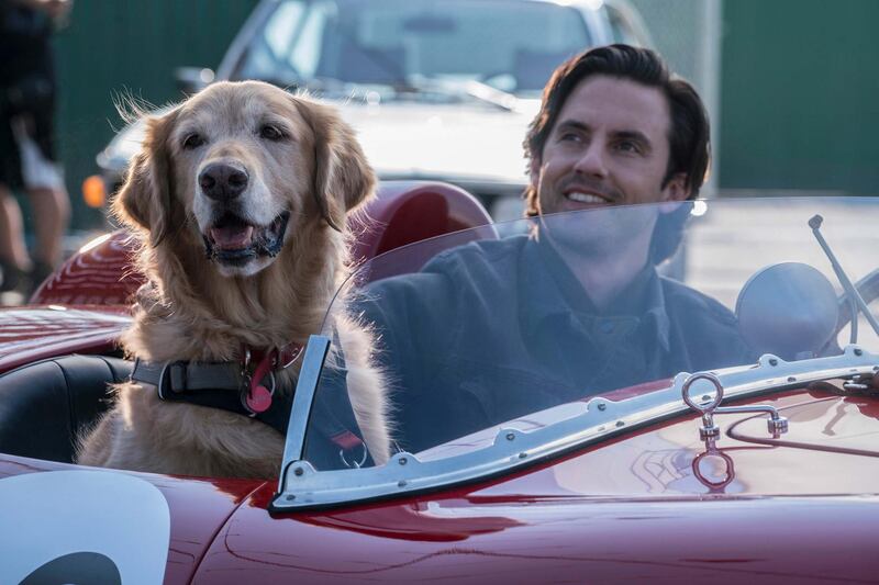 L-R: “Enzo” and Milo Ventimiglia in Twentieth Century Fox’s, THE ART OF RACING IN THE RAIN. Doane Gregory / 20th Century Fox