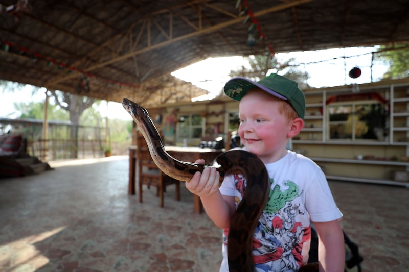 A fearless young visitor at RAK Natures Treasures' petting zoo. All photos: Chris Whiteoak / The National