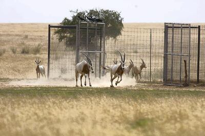 Some of the animals being bred in Abu Dhabi come from the late Sheikh Zayed's private collection, and now tens of animals are being released into the wild. Courtesy EAD