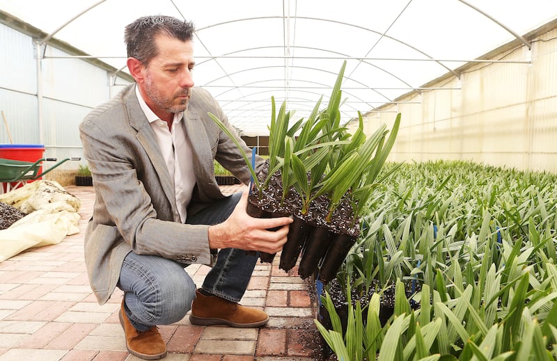 ABU DHABI , UNITED ARAB EMIRATES , JULY 23 – 2017 :- Frank Marionnet , General Manager showing the date palms for the export market in the green house at the Al Wathba Marionnet company on Abu Dhabi – Al Ain road in Abu Dhabi. This is a French/Emirati company which is producing date palm in the UAE by tissue culture since the late 1990. ( Pawan Singh / The National )