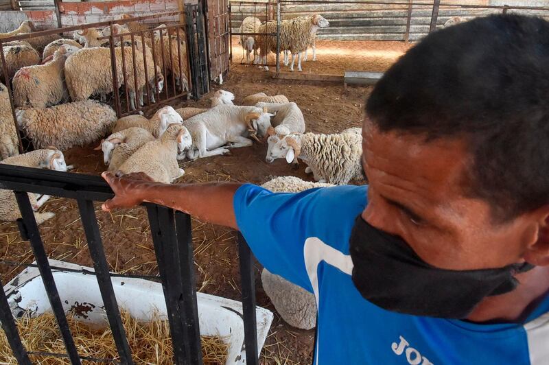 A vendor waits for customers at a livestock market in the Algerian capital Algiers, ahead of Eid Al Adha.  AFP