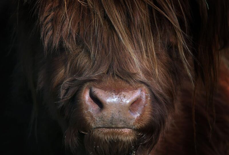 A Scottish Highland cow grases in a field in Aitrang, southern Germany. AFP
