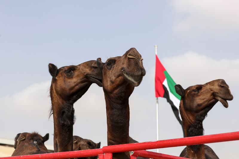 The Camel Beauty Pageant is upon us. Similar events have become more common in Gulf states. All photos: Khushnum Bhandari / The National