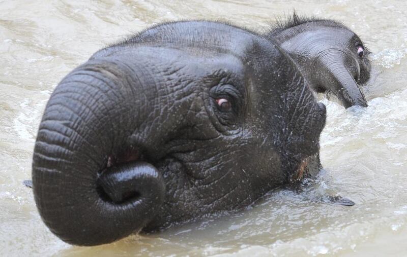Six-month-old elephant calf Man Jai (R) swims with his big sister Mali at Melbourne Zoo in Melbourne, Australia. It was the first time the Asian elephant calf has swum which is a natural behaviour for the species. Julian Smith / EPA