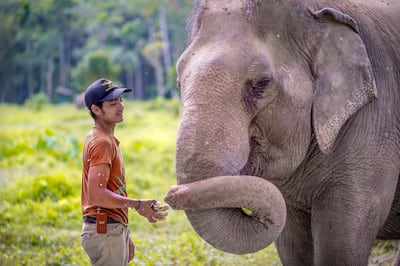 Phuket Elephant Sanctuary. Courtesy Phuket Elephant Sanctuary