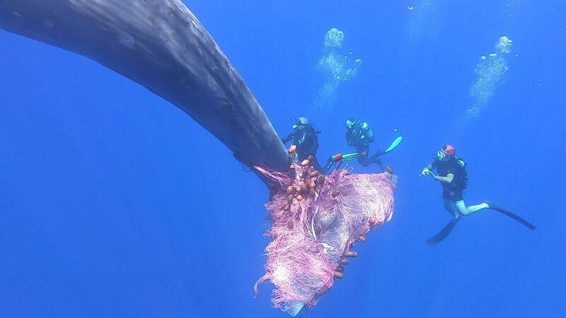 Italian divers work to free a sperm whale caught in a fishing net in sea near the Sicilian Aeolian Islands. Reuters