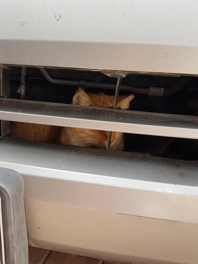 The cat hides inside the engine bay of a SUV. Courtesy: Sabrina Sandolo