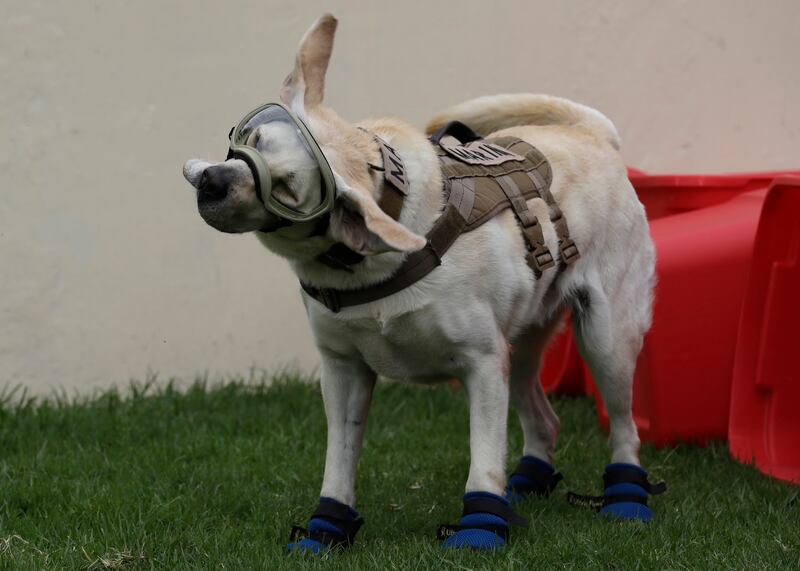 Frida was one of three dogs trained by the navy to carry out search and rescue missions. AP