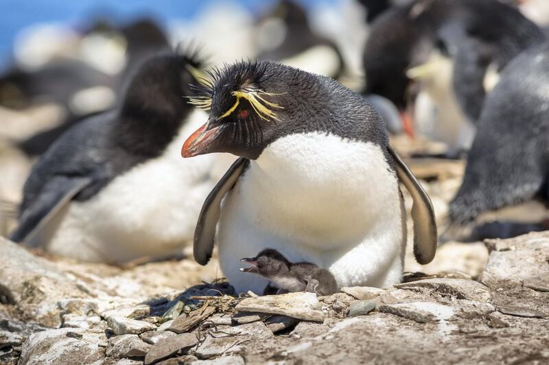 A rockhopper penguin brooding its chick on Sealion Island in the Falkland’s