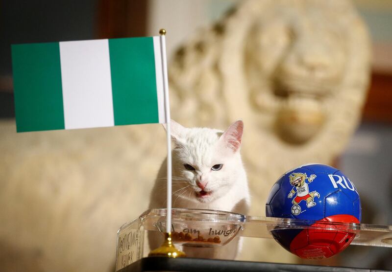 Achilles the cat, who lives in St Petersburg's Hermitage Museum, chooses Nigeria while predicting the result of the World Cup match between Argentina and Nigeria. Reuters