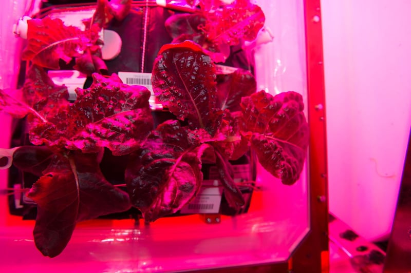 Astronauts on the International Space Station are ready to sample their harvest of a crop of "Outredgeous" red romaine lettuce from the Veggie plant growth system that tests hardware for growing vegetables and other plants in space.
Credits: NASA