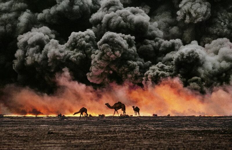 Camels search for shrubs and water in the burning oil fields of Al Ahmadi, southern Kuwait, 1991. The camels would soon be covered in oil.