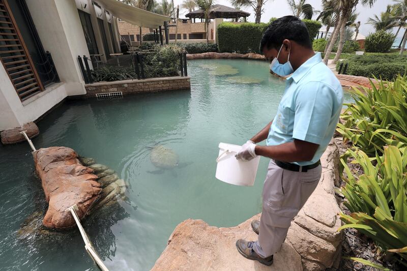 Dubai, United Arab Emirates - Reporter: Georgia Tolley. News. Nature. The turtles are fed. Sheikh Fahim Al Qassimi rescued a turtle and took it to the Burj Al Arab Turtle Rehabilitation Sanctuary for surgery. Sadly one flipper had to be amputated after it got tangled up in fishing wire. They're still hoping it might be able to be released back into the wild, if it can still dive. Sunday, March 14th, 2021. Dubai. Chris Whiteoak / The National