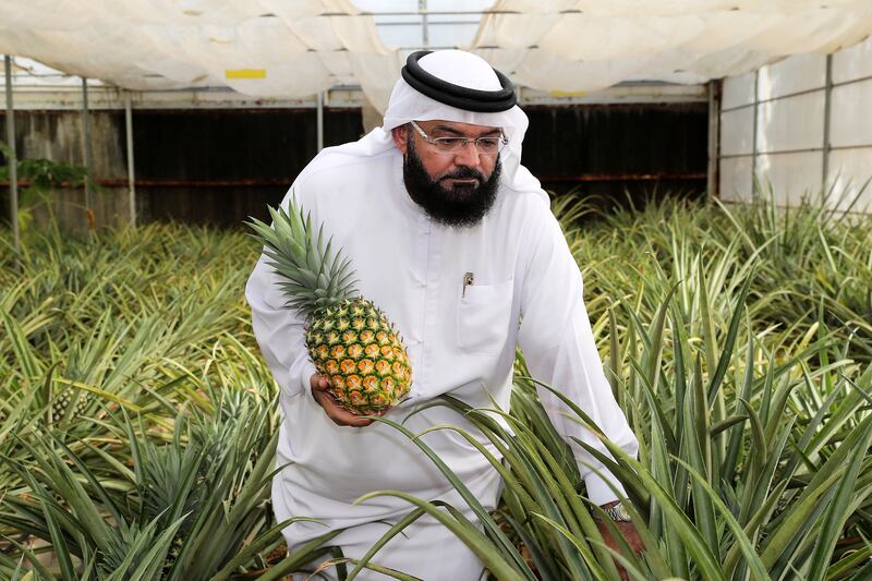 The forward-thinking farmer uses hydroponic methods to help pineapples grow

