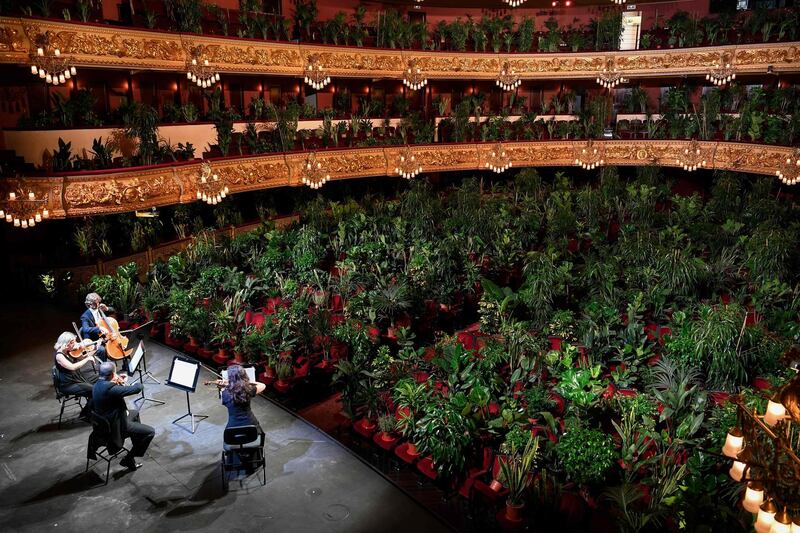 The Uceli Quartet perform for an audience made of plants during a concert created by Spanish artist Eugenio Ampudia and that will be later streamed to mark the reopening of the Liceu Grand Theatre in Barcelona following a national lockdown to stop the spread of the novel coronavirus.  AFP