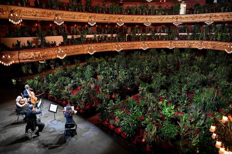 The Uceli Quartet perform for an audience made of plants during a concert created by Spanish artist Eugenio Ampudia and that will be later streamed to mark the reopening of the Liceu Grand Theatre in Barcelona following a national lockdown to stop the spread of the novel coronavirus.  AFP